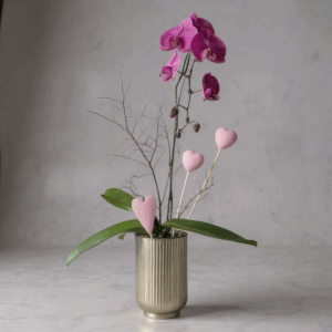 Orchid Amour